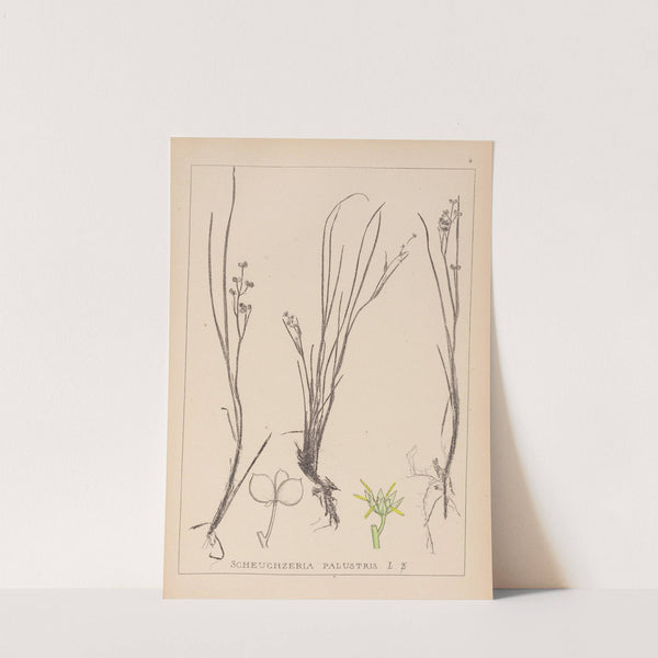 Herbier de la flore française Pl.1067 by Louis Antoine Cusin