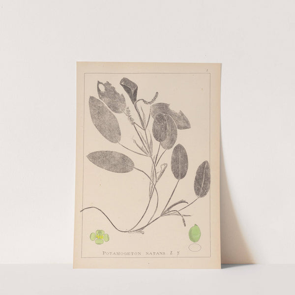 Herbier de la flore française Pl.1068 by Louis Antoine Cusin