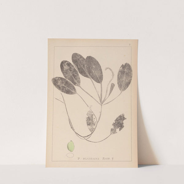 Herbier de la flore française Pl.1069 by Louis Antoine Cusin