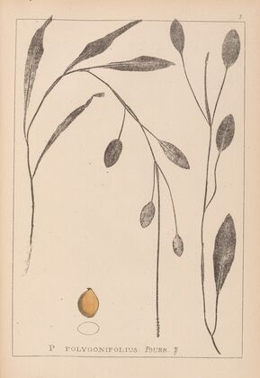 Herbier de la flore française Pl.1070