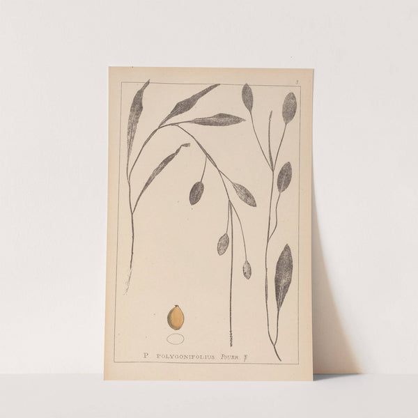 Herbier de la flore française Pl.1070 by Louis Antoine Cusin