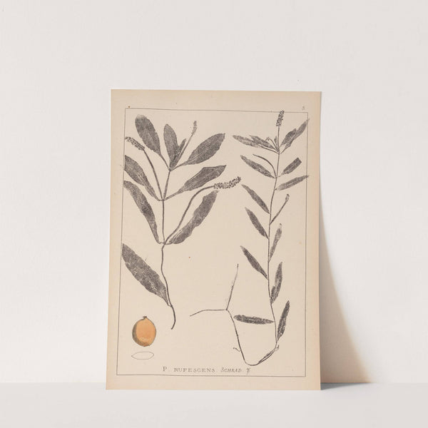 Herbier de la flore française Pl.1072 by Louis Antoine Cusin