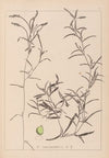 Herbier de la flore française Pl.1073