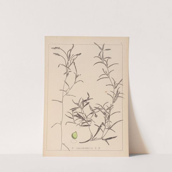 Herbier de la flore française Pl.1073 by Louis Antoine Cusin