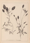 Herbier de la flore française Pl.1074