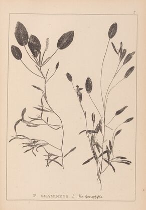 Herbier de la flore française Pl.1074