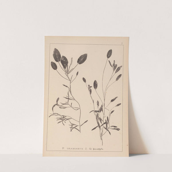 Herbier de la flore française Pl.1074 by Louis Antoine Cusin