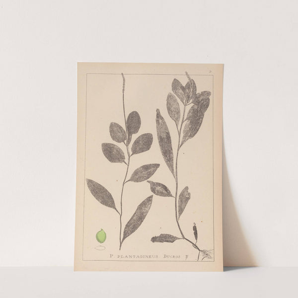 Herbier de la flore française Pl.1075 by Louis Antoine Cusin