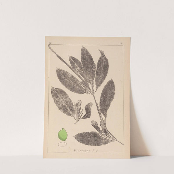 Herbier de la flore française Pl.1076 by Louis Antoine Cusin