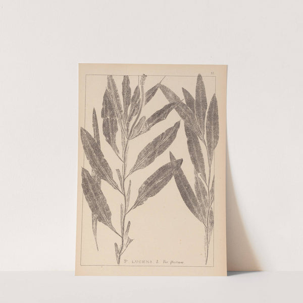 Herbier de la flore française Pl.1077 by Louis Antoine Cusin