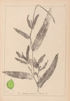 Herbier de la flore française Pl.1078