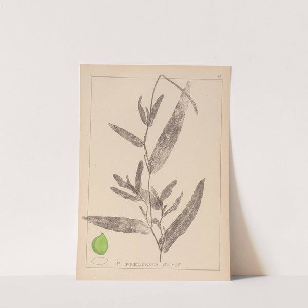 Herbier de la flore française Pl.1078 by Louis Antoine Cusin