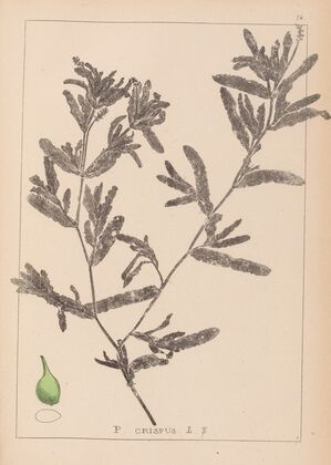 Herbier de la flore française Pl.1080