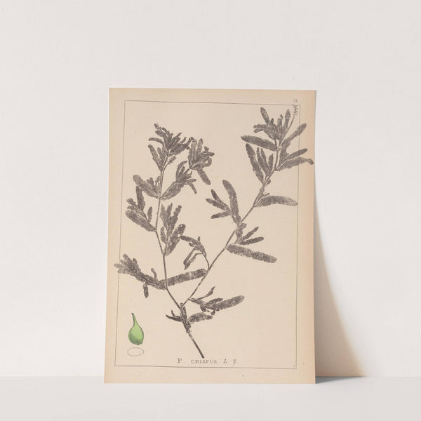 Herbier de la flore française Pl.1080 (1867-1876) by Louis Antoine Cusin