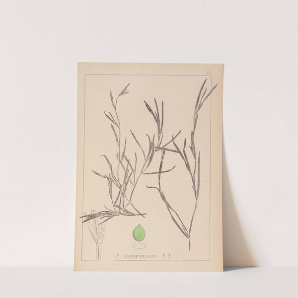 Herbier de la flore française Pl.1081 (1867-1876) by Louis Antoine Cusin