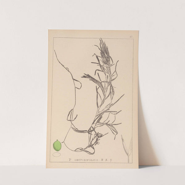 Herbier de la flore française Pl.1083 (1867-1876) by Louis Antoine Cusin