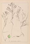Herbier de la flore française Pl.1085
