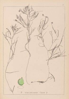 Herbier de la flore française Pl.1085
