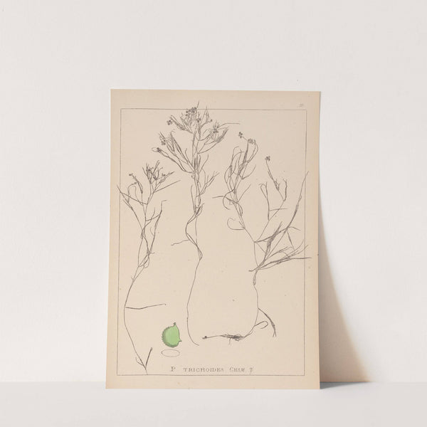 Herbier de la flore française Pl.1085 (1867-1876) by Louis Antoine Cusin