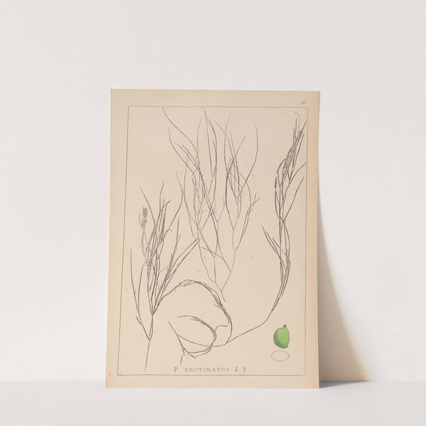 Herbier de la flore française Pl.1086 (1867-1876) by Louis Antoine Cusin