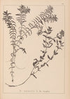 Herbier de la flore française Pl.1089