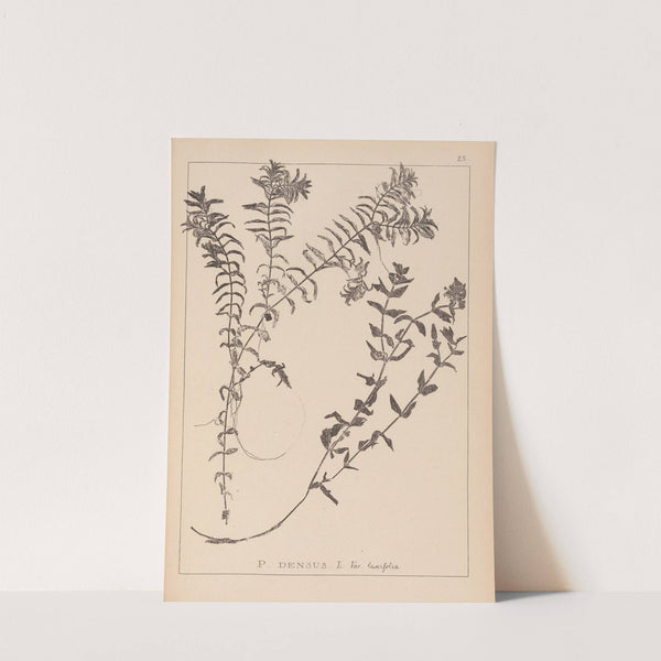 Herbier de la flore française Pl.1089 by Louis Antoine Cusin