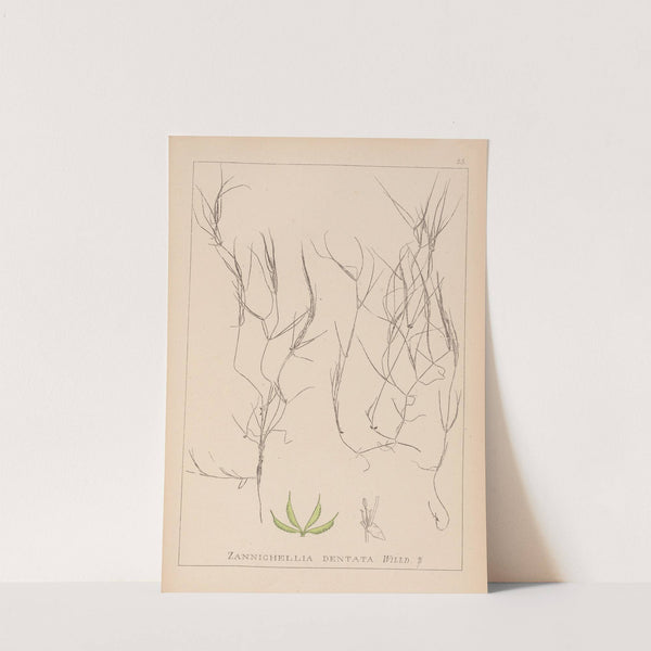 Herbier de la flore française Pl.1090 by Louis Antoine Cusin