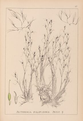 Herbier de la flore française Pl.1092