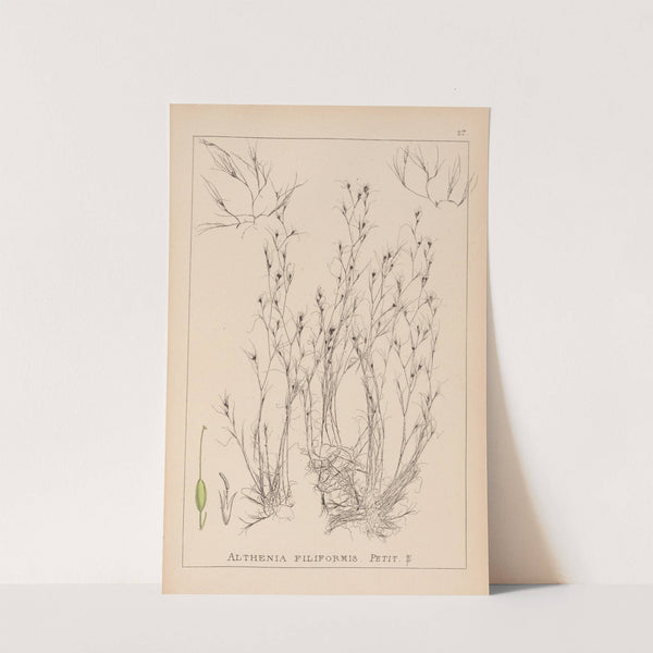 Herbier de la flore française Pl.1092 by Louis Antoine Cusin