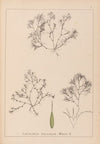Herbier de la flore française Pl.1093