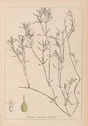 Herbier de la flore française Pl.1094