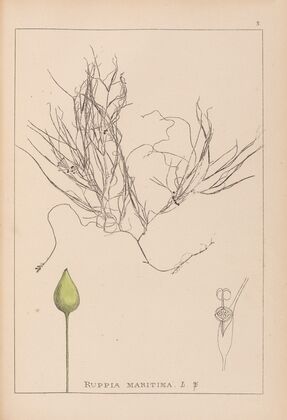 Herbier de la flore française Pl.1095