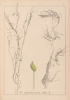 Herbier de la flore française Pl.1096