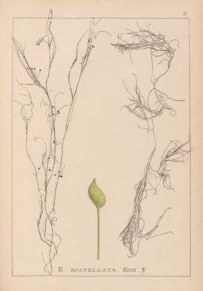Herbier de la flore française Pl.1096