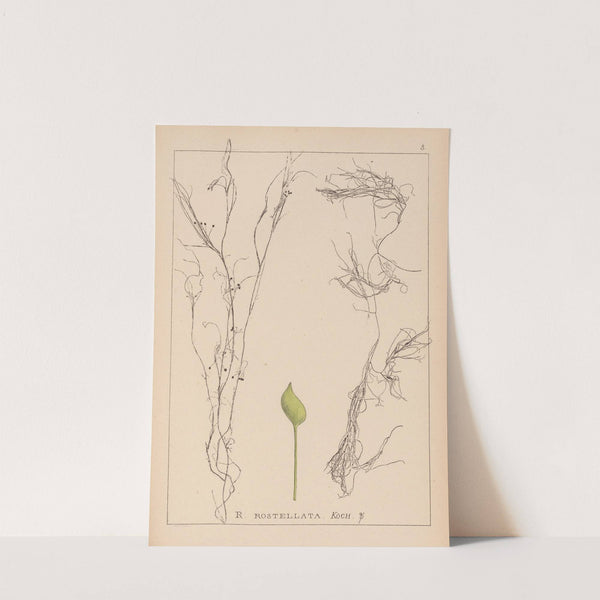 Herbier de la flore française Pl.1096 by Louis Antoine Cusin