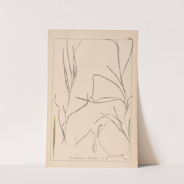 Herbier de la flore française Pl.1098 by Louis Antoine Cusin