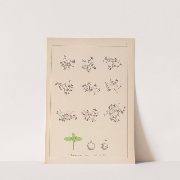 Herbier de la flore française Pl.1100 (1867-1876) by Louis Antoine Cusin