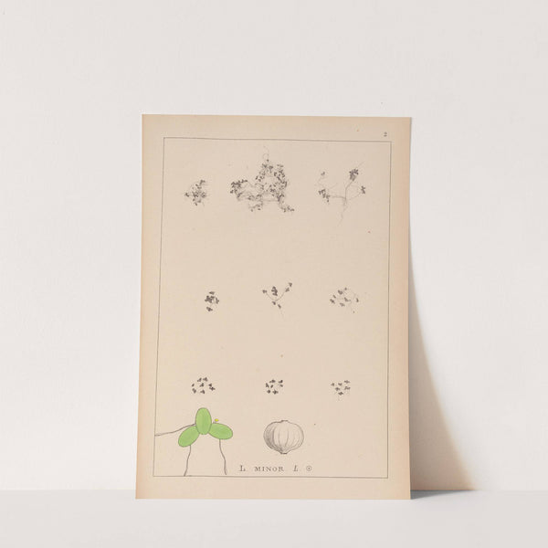 Herbier de la flore française Pl.1101 (1867-1876) by Louis Antoine Cusin