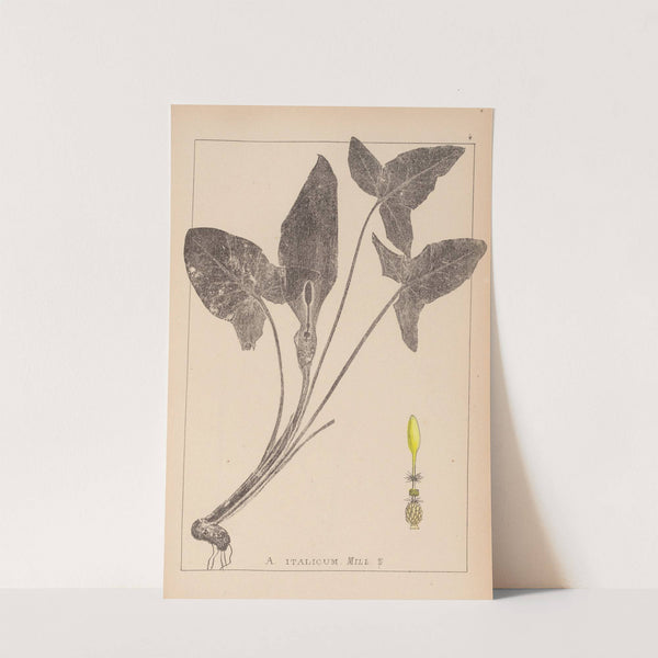 Herbier de la flore française Pl.1107 (1867-1876) by Louis Antoine Cusin