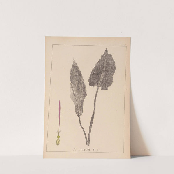 Herbier de la flore française Pl.1108 (1867-1876) by Louis Antoine Cusin
