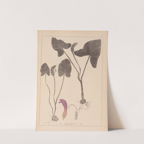 Herbier de la flore française Pl.1109 (1867-1876) by Louis Antoine Cusin