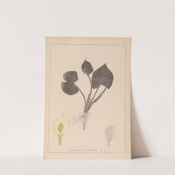 Herbier de la flore française Pl.1110 (1867-1876) by Louis Antoine Cusin