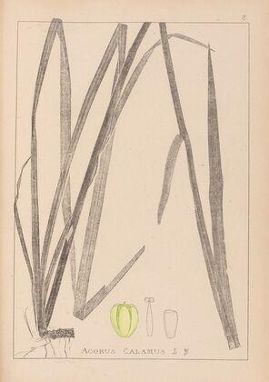 Herbier de la flore française Pl.1111