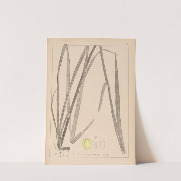 Herbier de la flore française Pl.1111 (1867-1876) by Louis Antoine Cusin