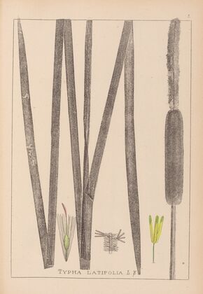 Herbier de la flore française Pl.1112