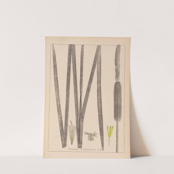 Herbier de la flore française Pl.1112 (1867-1876) by Louis Antoine Cusin