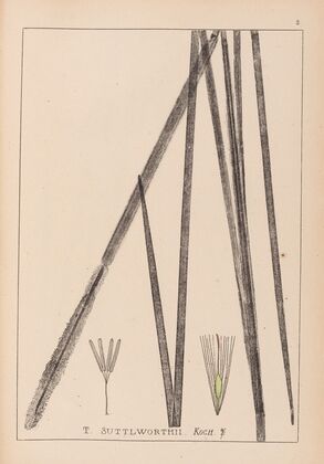 Herbier de la flore française Pl.1113