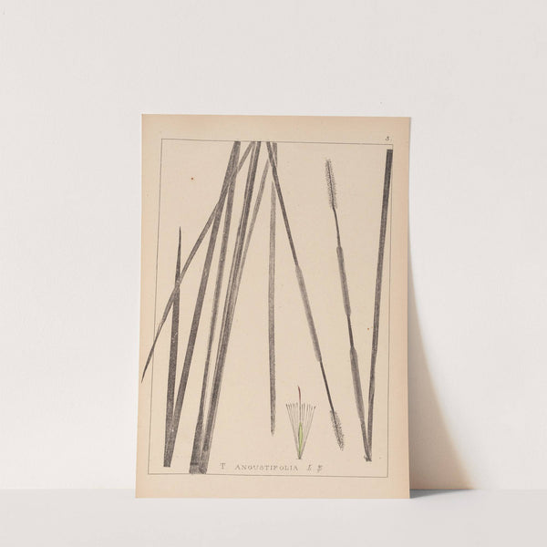 Herbier de la flore française Pl.1114 (1867-1876) by Louis Antoine Cusin