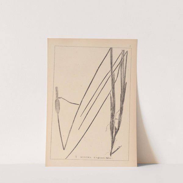 Herbier de la flore française Pl.1115 (1867-1876) by Louis Antoine Cusin