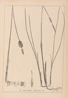 Herbier de la flore française Pl.1116